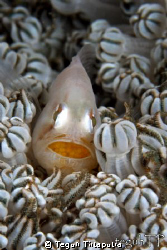 Some kind of goby fish...(ID help please...thanks)...guar... by Teguh Tirtaputra 